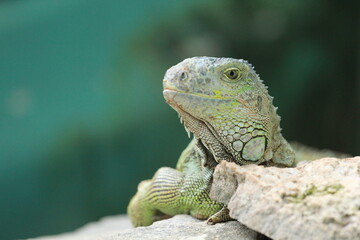 Iguana