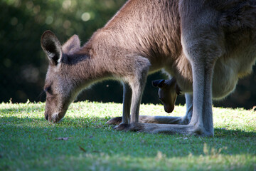 Kangaroo with Joey