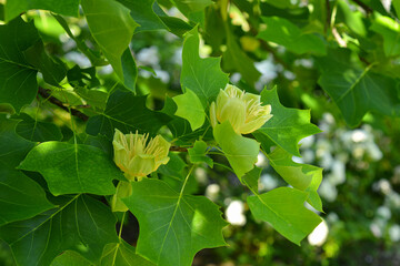 Branches with green leaves and yellow flowers of Liriodendron tulipifera, known as the tulip tree,...