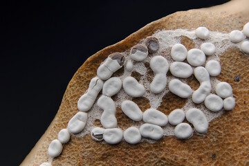 変形菌　ホネホコリ