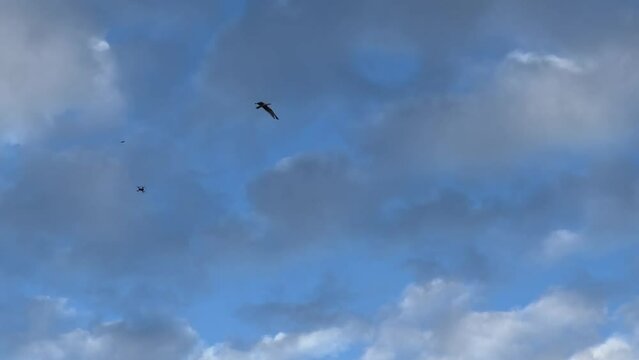 Seagulls try to attack a flying drone isolated against a blue sky