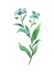 Vector watercolour hand drawn organic plant. Wild flower grass isolated