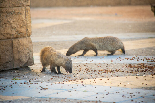 Mongoose life on city streets