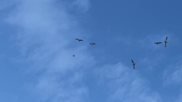 Seagulls try to attack a flying drone isolated against a blue sky