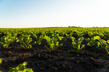 Small sugar beet plants growing in row in cultivated field. Sugar beet sprout, growing sugar beet on an industrial scale. Sugar beet agriculture. Soft focus