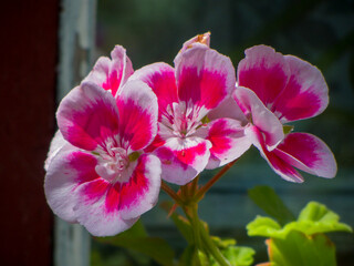 Close-up photo of geranium flowers
