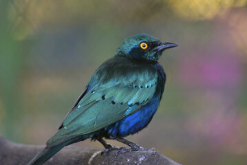 The greater blue eared starling or greater blue eared glossy starling, Lamprotornis chalybaeus perching on branch