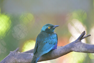 The greater blue eared starling or greater blue eared glossy starling, Lamprotornis chalybaeus perching on branch