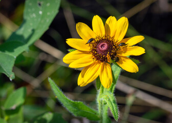 Black-eyed Susan along the nature trail in Pearland, Texas