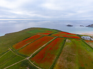 Poppies at pentire head cornwall england uk near newquay. 