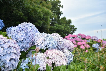 Obraz premium Multi color Hydrangeas in park