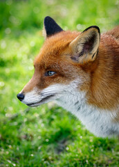 red fox portrait