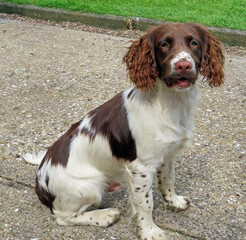 english springer spaniel puppy