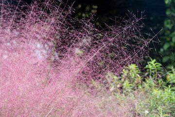 Muhlenbergia capillaris, Pink Muhly Grass