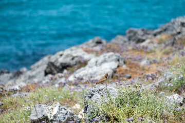 Vogel auf See in Kreta