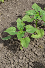 A close-up of a sprout of sunflower sprouts lit by the afternoon sun on fertile black soil. Concept agro culture.