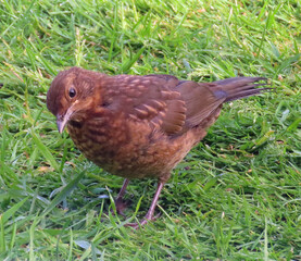 young blackbird