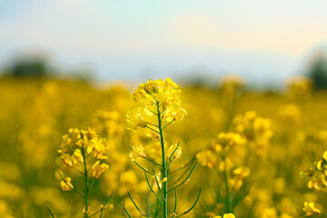 Rape with yellow flowers in the canola field. Product for edible oil and bio fuel