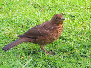 Baby blackbird