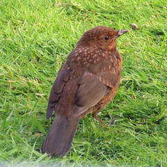 Young blackbird on the grass
