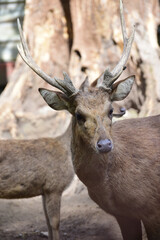 Naklejka na ściany i meble Deer in the forest, a Close up of Male Javan Deer, Rusa timorensis 