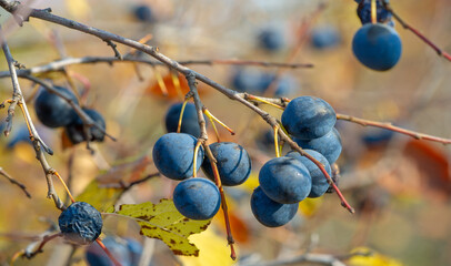 Prunus spinosa, called blackthorn or sloe, Suitable for canned food, but tart enough for food. To...