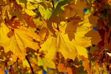 Naklejka na ściany i meble Autumn maple leaf, a flattened structure of a higher plant, similar to a blade that attaches directly to the stem or through the stem. Leaves are the main organs of photosynthesis and transpiration.