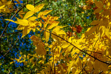 Autumn maple leaf, a flattened structure of a higher plant, similar to a blade that attaches directly to the stem or through the stem. Leaves are the main organs of photosynthesis and transpiration.