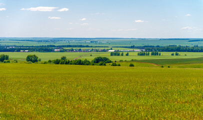 summer landscape,  meadow fields with mowed forage crops,    mowed alfalfa