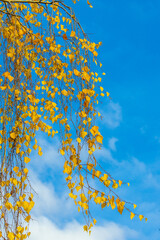Colorful autumn leaves of birch, deciduous tree with white bark and with heart-shaped leaves.