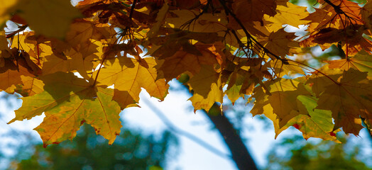Autumn maple leaf, a flattened structure of a higher plant, similar to a blade that attaches...