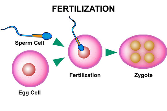 Fertilization process with sperm, egg and zygote