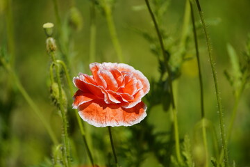 Papaver commutatum, ,Ladybird, Papaveraceae family. Hanover &ndash; Berggarten, Germany.