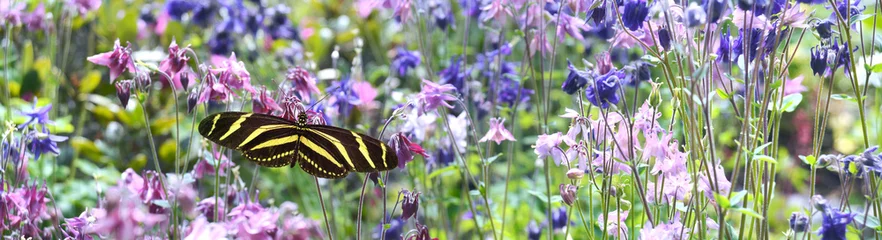 Foto auf Acrylglas Schmetterling 1104 © K.-U. Häßler