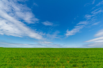 Spring photography, landscape with a cloudy sky. Young wheat, green sprouts, cereals, as well as its grains, from which white flour is prepared