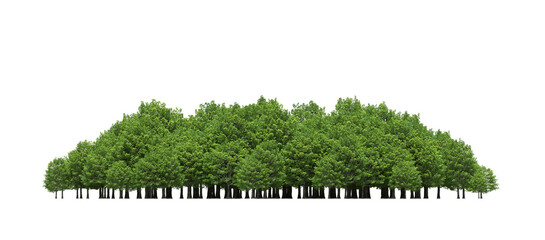 group of trees isolated on a transparent background, big trees in the forest, 3D illustration, cg render