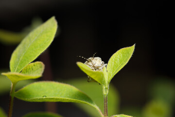 Small insect in the garden, macro photography, nature wildlife, selective focus