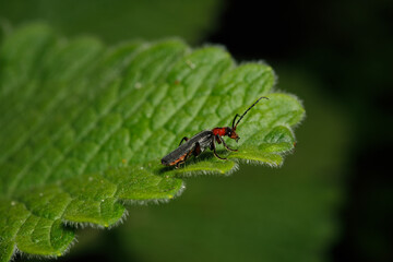 Small insect in the garden, macro photography, nature wildlife, selective focus