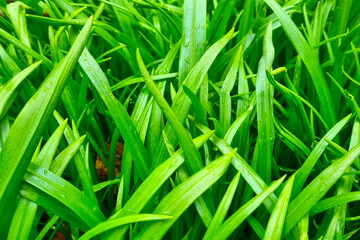 Background of young green grass in a meadow. Background of nature.