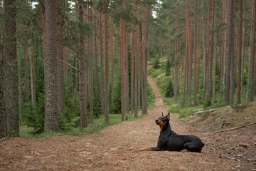 dog in the forest. Standard pinscher outdoor portrait. Happy Pet at walk 