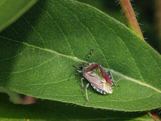 Small insect in the garden, macro photography, nature wildlife, selective focus