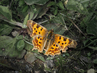 Small insect in the garden, macro photography, nature wildlife, selective focus