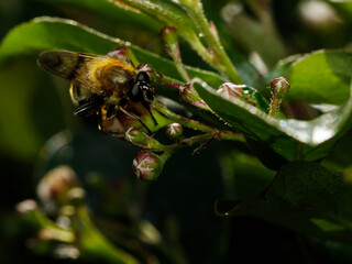Small insect in the garden, macro photography, nature wildlife, selective focus