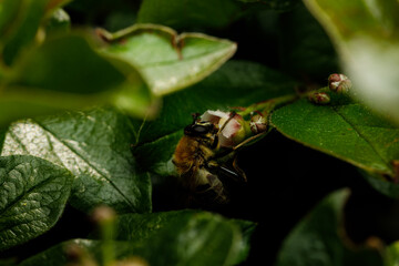 Small insect in the garden, macro photography, nature wildlife, selective focus