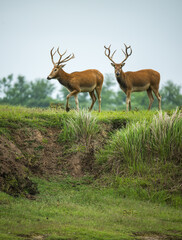 Naklejka na ściany i meble two elks standing on grassland