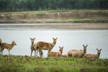 gang of elk stand by river