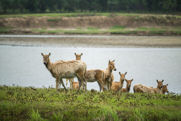 gang of elk stand by river