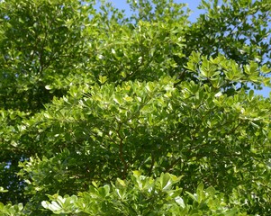 Obraz premium green erminalia ivorensis leaves in the garden