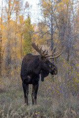 Bull Moose in Autumn in Wyoming