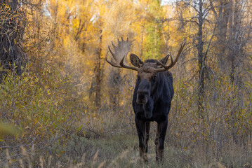 Bull Moose in Autumn in Wyoming